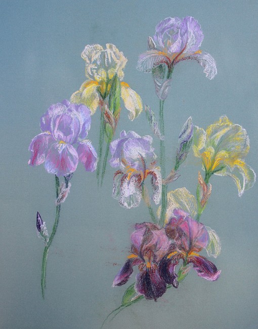 Dorothy Ochtman, Irises(#86)
pastel on paper, 24" x 20"
unsigned
ERev 1015.12
