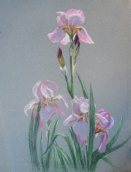 Dorothy Ochtman, Pink Irises(#87)
pastel on paper, 24" x 20"
unsigned
ERev 1015.11