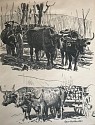 Edward Volkert, Studies of Ox Teams
black crayon on paper