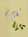 Fidelia Bridges, Lilacs
watercolor and gouache on paper