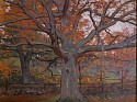 Allen Butler Talcott, Autumn Maple
oil on panel