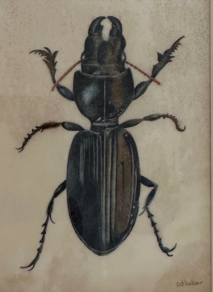 Curly Lieber, Beetle
watercolor on vellum, 6 1/4"" x 4 1/2""
CL 1023.01
$900