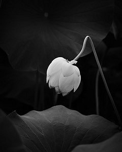 Work: David Hendley White Lotus Volume II, Image IV