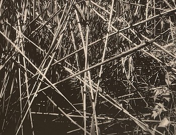 Peter Harron -&nbsp;Crisscross Reeds, North Cove, Essex