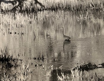 Work:&nbsp;The Heron
