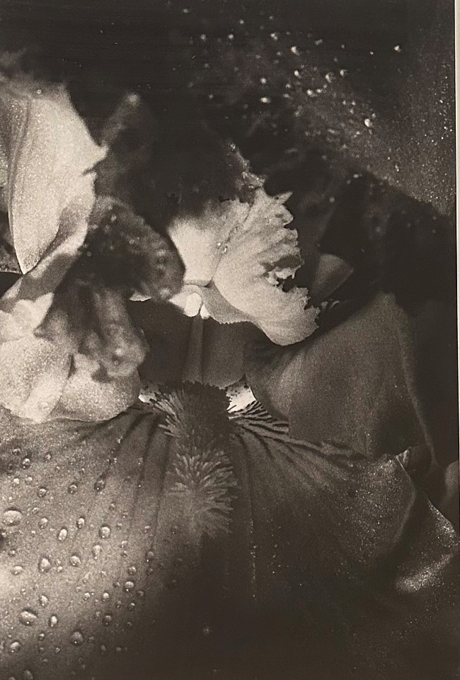 Peter Harron, Iris
gelatin silver print, 13"" x 8 1/2""
PH 0826.18
$850