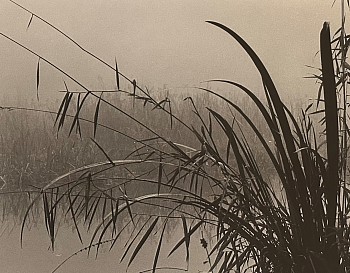 Work:&nbsp;Reeds
