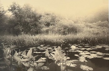 Peter Harron -&nbsp;Waterlilies