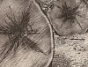 harron pinecut
